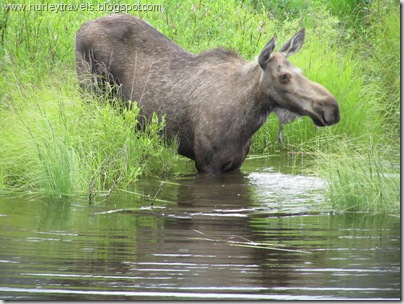 Moose out for a dip in a pond along the Denali Highway on July 16, 2010.