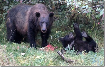 We watched the Grizzlies closely in their habitat at Fish Creek Wildlife Viewing area  just three miles from our campground.    They roamed, fished, ate and played.  This is the time of year when the bears are storing fat for their winter hibernation.