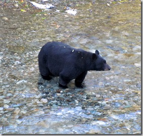 This chubby black bear was our first sight when we arrived at Fish Creek.  Usually the brown and black bears are not cooperative in their feeding areas.  But when the salmon are spawning and the bears are stocking up for the winter, they share the bounty.