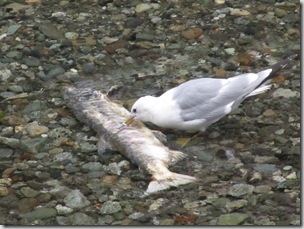 Salmon return to Fish Creek to spawn and then they die. The eggs are fertilized by their carcasses.