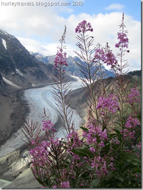 The Fireweed in  Alaska grows wild everywhere.  As the blooms shed it is a sign that summer is ending and winter is coming.  See the empty branches of this Fireweed bush?  