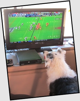 Rio watches football with us on a Sunday afternoon.  