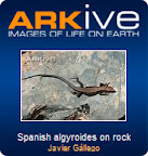 Arkive - Spanish algyroides on rock