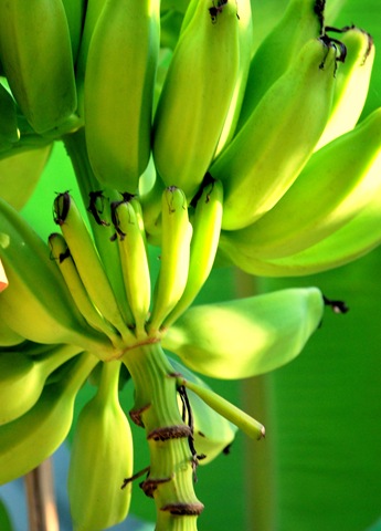 [bananas1[7].jpg]