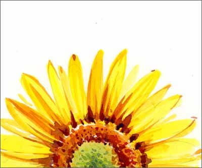 [sunflower7.jpg]