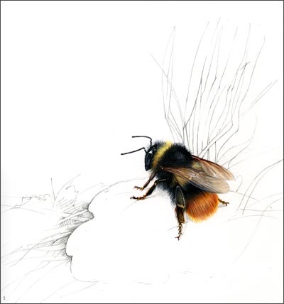 [bombus pratorum sm [6].jpg]