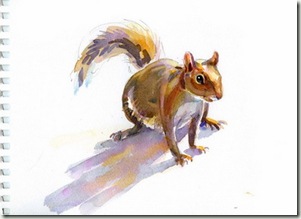 squirrel sketch blog 