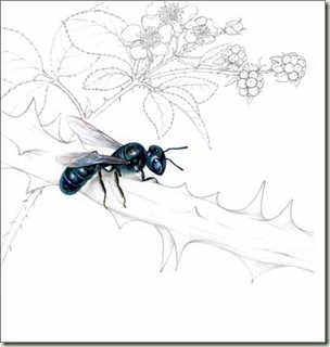 ceratina sm ceratina sm