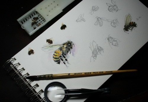 [bee sketchessms[5].jpg]