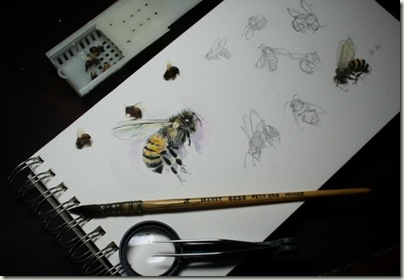 bee sketchessms