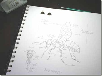 bee sketch anatomy