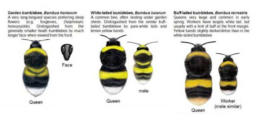 tatoo lady bumble bees. book idea of a Bumble Bee