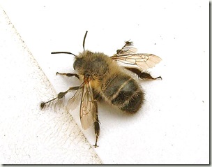 Anthophora_plumipes02