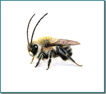 long horned bee sm