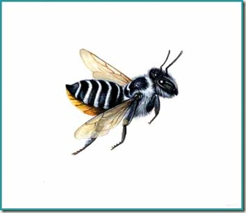 megachile leafcutter bee