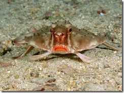 Red-LippedBatfish