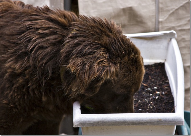 hershey eating dirt 2