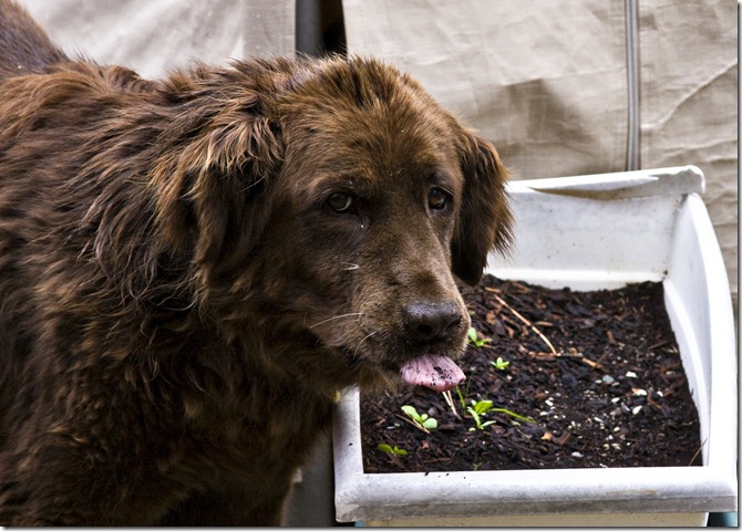 hershey with tongue out