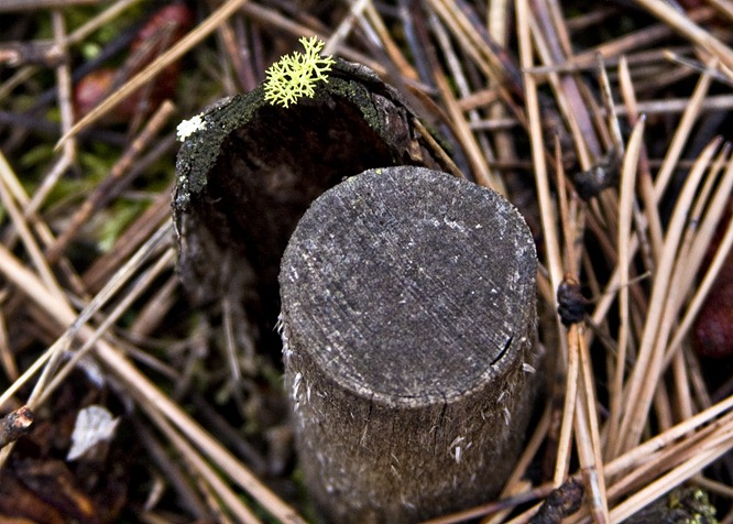 [moss on rim of stump[4].jpg]