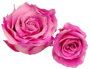 [RosePvd_Bic_PinkRoyalmirsky5.jpg]
