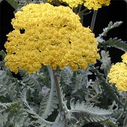 Achillea-Moonshine6 plant safari