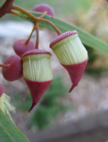 IMG_0258 sepal and twig  eucalyptus