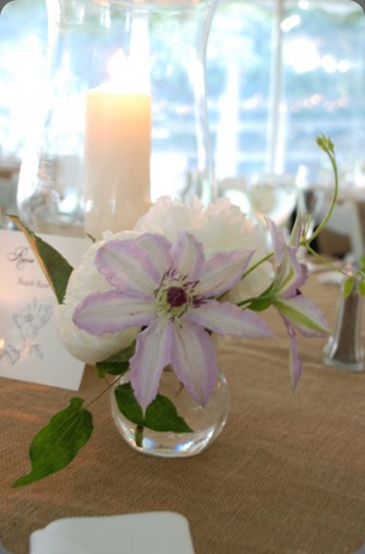 dsc_0659 clematis petalena