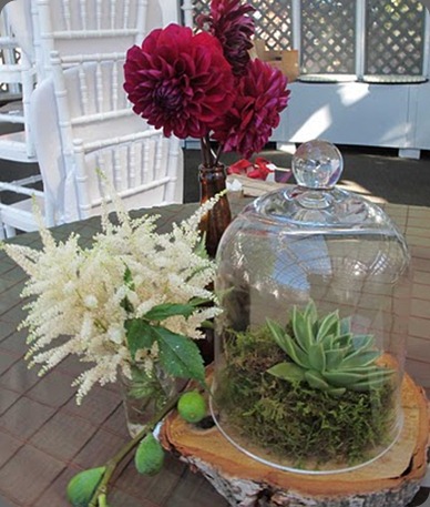 IMG_3001 little pheasant