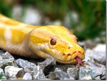 The albino Burmese python was