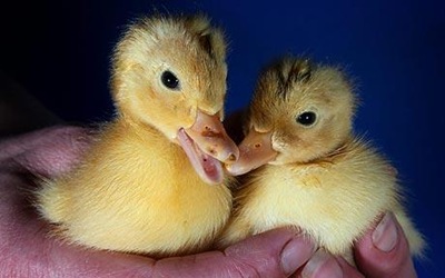 twin_ducklings