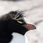 Rockhopper Penguin