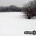 The dogs running down a field covered the unspoiled snow. . .