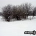 . . .the trees behind the house. . .