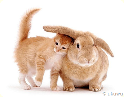 кролик и кот