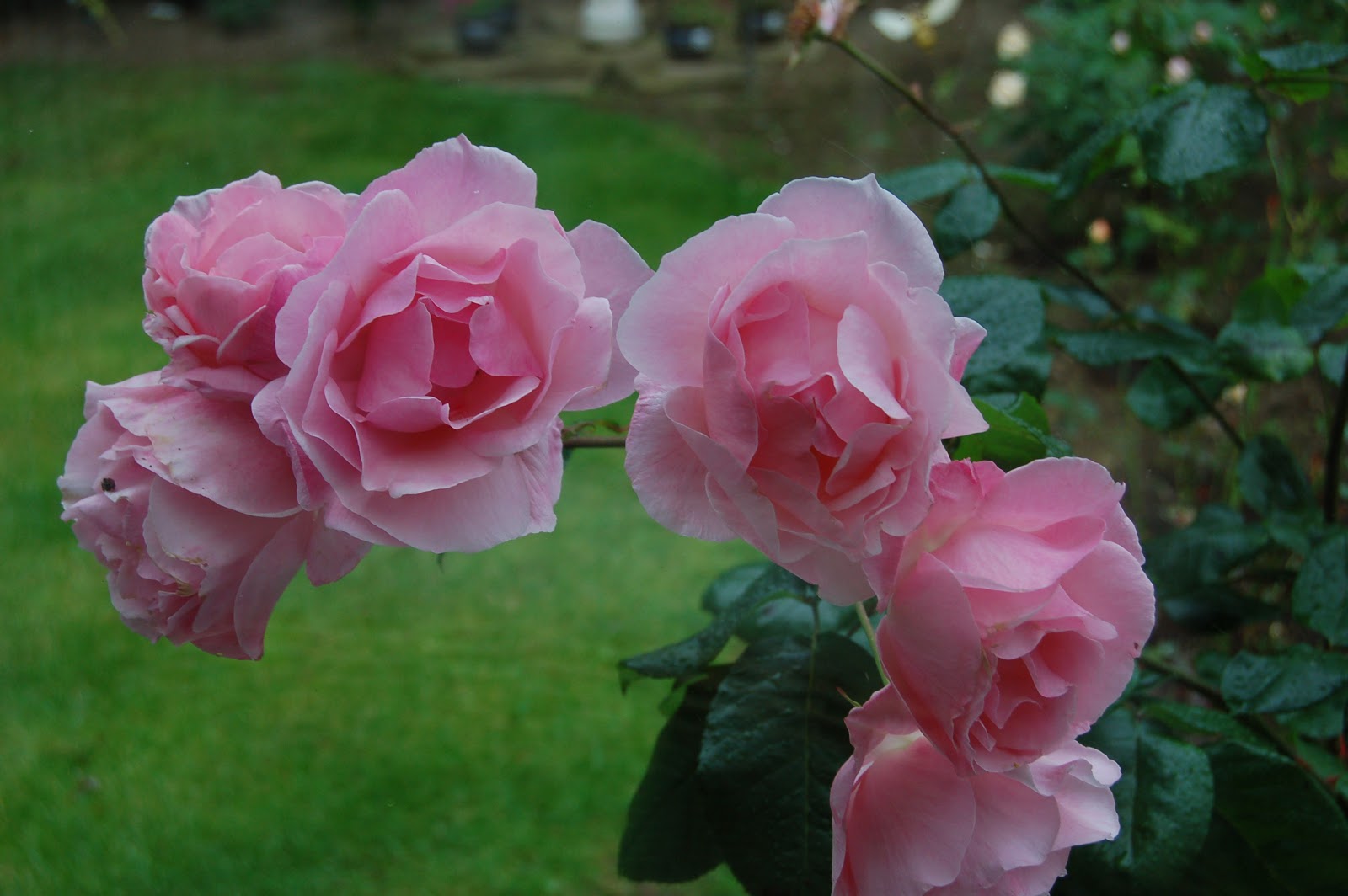 [DSC_1386.JPG]