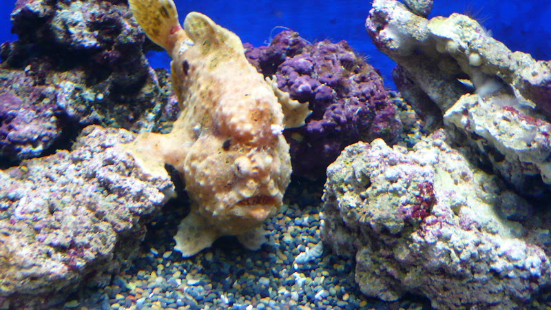 ugly fish