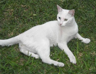 m_lindo gatito blanco beyota.jpg