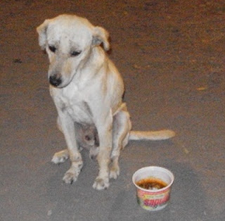 m_perrito en la calle carla.jpg