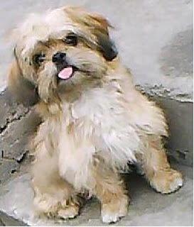 m_candy perdida.jpg