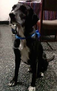 m_negro perrito encontrado san luis.jpg