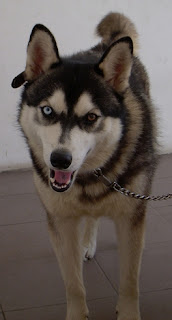m_lobo perdido.jpg
