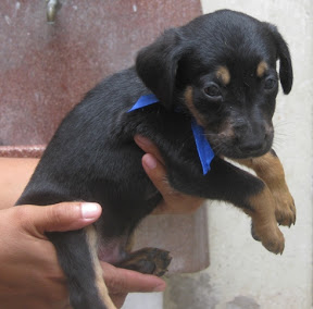m_perritos flormarina.jpg