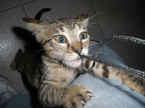 m_gatita franco.jpg