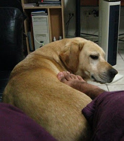 m_pisco perdido 2.jpg
