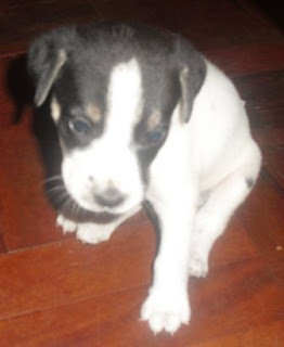 cachorrita gina.JPG
