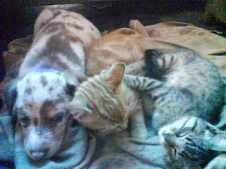 rin cats 2009v.jpg