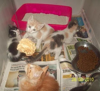 m_gatitos marantonieta.jpg