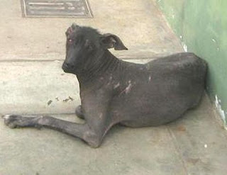 m_perrita sin pelito.jpg