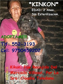 m_perrita albergue toledano3.jpg
