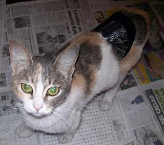 m_gatita charito2.jpg